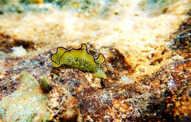 Elysia marginata veya Elysia ornata, Yunanistan'da Akdeniz (Ege) denizinde su altında bulunan