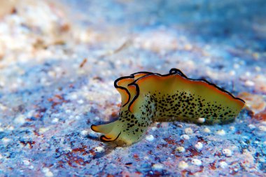 Elysia marginata veya Elysia ornata, Yunanistan'da Akdeniz (Ege) denizinde su altında bulunan
