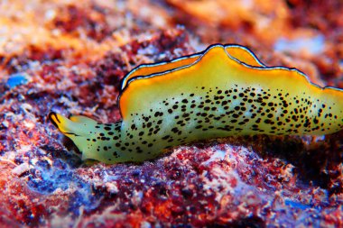 Elysia marginata veya Elysia ornata, Yunanistan'da Akdeniz (Ege) denizinde su altında bulunan