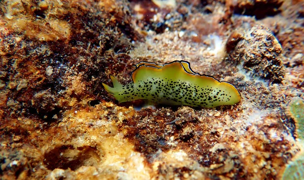 Elysia Marginata Elysia Ornata Encontrada Bajo Agua Mar Mediterráneo Egeo — Foto de Stock