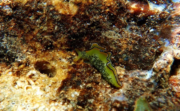 Elysia Marginata Elysia Ornata Encontrada Bajo Agua Mar Mediterráneo Egeo —  Fotos de Stock