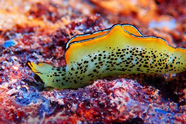 Elysia Marginata Elysia Ornata Encontrada Bajo Agua Mar Mediterráneo Egeo — Foto de Stock