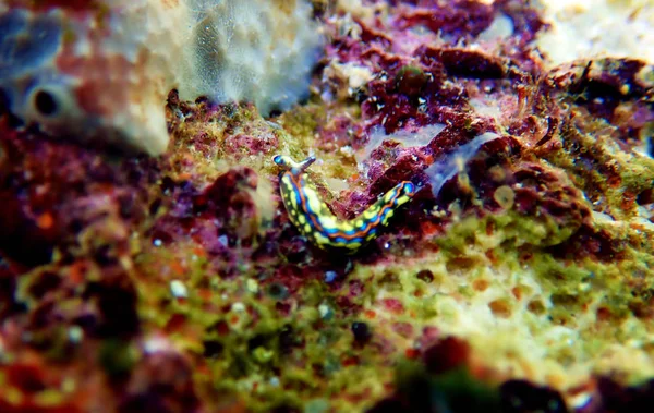 トゥリディラ ホープイ サコグロッササン海のナメクジ 地中海での水中撮影 — ストック写真