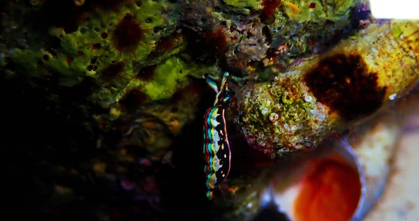 Thuridilla Hopei Sacoglossan Sea Slug Undervattensfotografering Medelhavet — Stockfoto