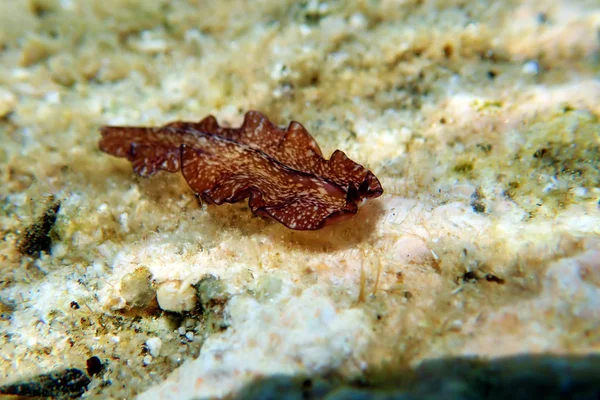 Pseudoceros Maximus Mediterranean Sea Flatworm — Stock Photo, Image