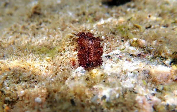 Pseudoceros Maximus Flatworm Morza Śródziemnego — Zdjęcie stockowe