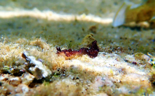 Pseudoceros Maximus Flatworm Morza Śródziemnego — Zdjęcie stockowe