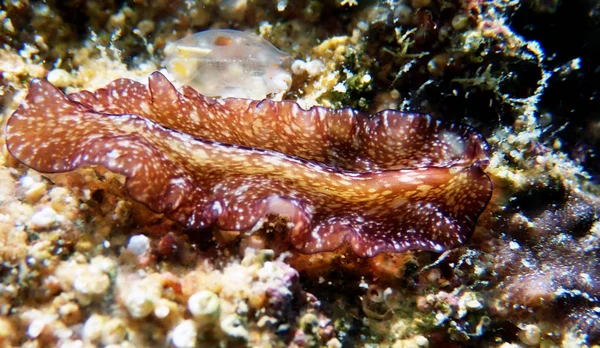 Pseudoceros Maximus Flatworm Morza Śródziemnego — Zdjęcie stockowe