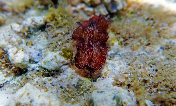 Pseudoceros Maximus Cacing Pipih Laut Mediterania — Stok Foto