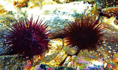 Paracentrotus lividus - sualtı sahnesinde renkli Akdeniz kestanesi 