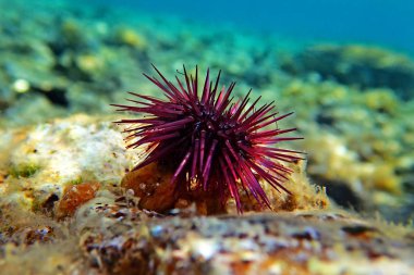 Paracentrotus lividus - sualtı sahnesinde renkli Akdeniz kestanesi 