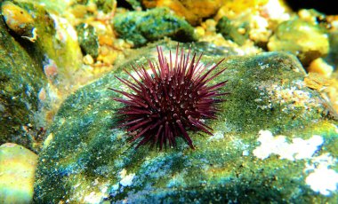 Paracentrotus lividus - sualtı sahnesinde renkli Akdeniz kestanesi 