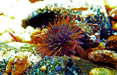 Paracentrotus lividus - sualtı sahnesinde renkli Akdeniz kestanesi 