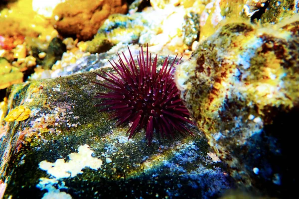 Paracentrotus Lividus Farbenfroher Mittelmeerseeigel Unterwasserszene — Stockfoto