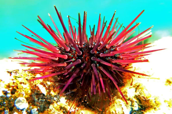 パラセントロタスリビダス 水中シーンでカラフルな地中海ウニ — ストック写真