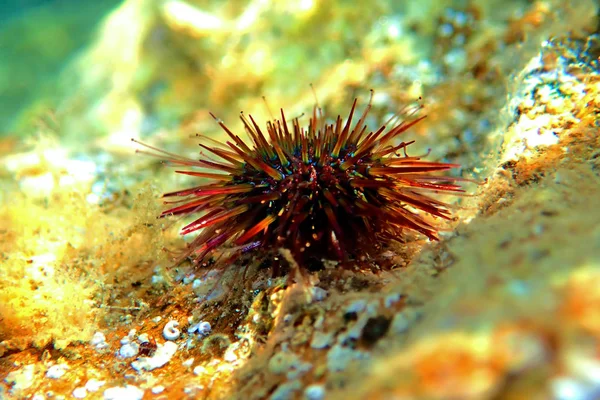 Paracentrotus Lividus Ouriço Colorido Mar Mediterrâneo Cena Subaquática — Fotografia de Stock