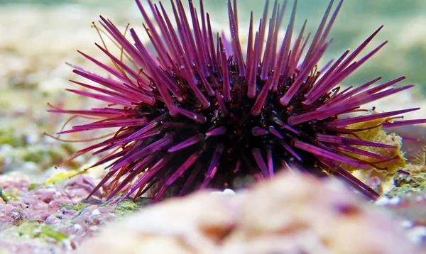 Paracentrotus Lividus Kleurrijke Mediterrane Zee Egels Onderwater Scène — Stockfoto