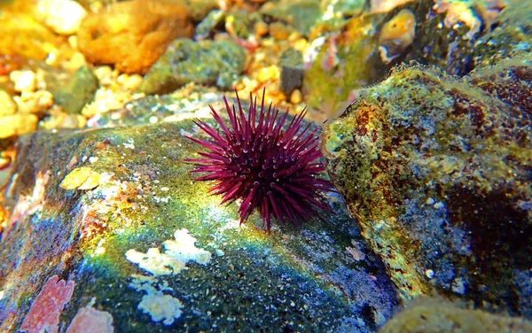 パラセントロタスリビダス 水中シーンでカラフルな地中海ウニ — ストック写真