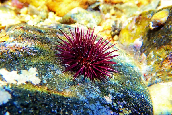 Paracentrotus Lividus Oursin Méditerranéen Coloré Dans Scène Sous Marine — Photo