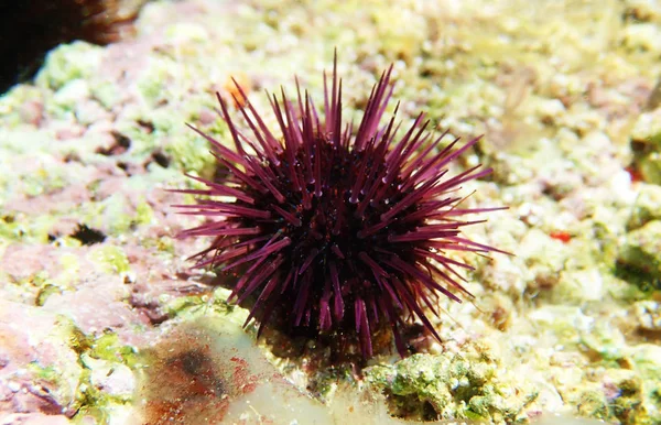 Paracentrotus Auktor Färgglada Medelhavet Urchin Undervattens Scen — Stockfoto