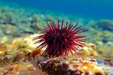 Paracentrotus lividus - sualtı sahnesinde renkli Akdeniz kestanesi 