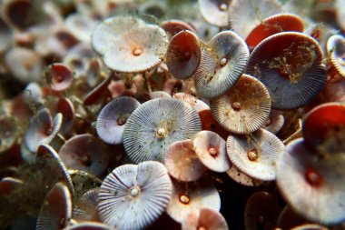 Acetabularia mediterranea - Akdeniz yosunları