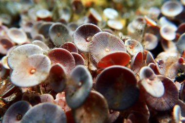 Acetabularia mediterranea - Akdeniz yosunları