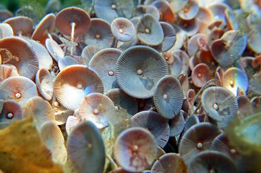 Acetabularia mediterranea - Akdeniz yosunları