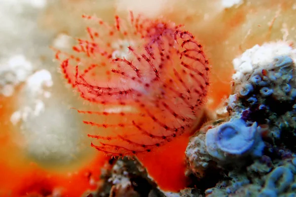 Serpula Vermicularis Tubeworm Calcáreo Escena Macro Submarina Mediterránea — Foto de Stock