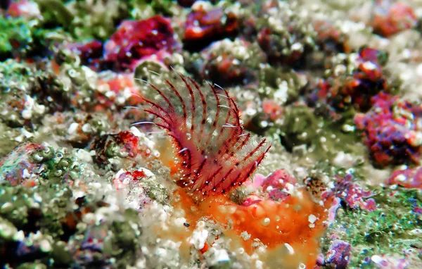 Serpula Vermicularis Calcareous Tubeworm Средиземноморская Подводная Макросцена — стоковое фото