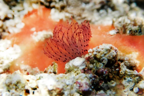 Serpula Vericularis Calcareous Tubeworm Середземноморська Підводна Макросцена — стокове фото