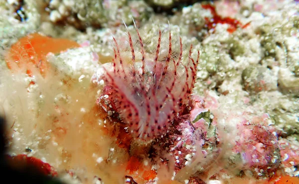 Serpula Vermicularis Tubeworm Calcáreo Escena Macro Submarina Mediterránea — Foto de Stock