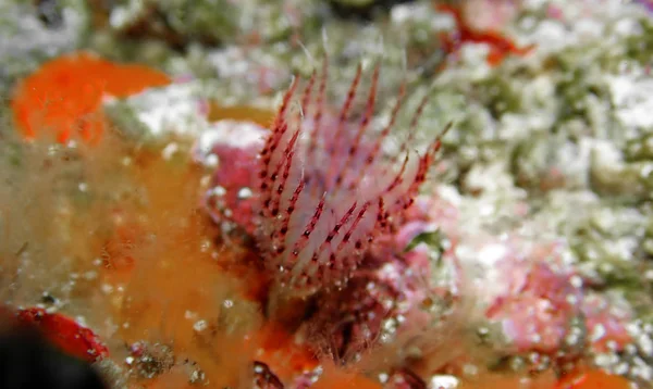 Serpula Vermicularis Kalkhoudende Tube Worm Mediterrane Onderwater Macro Scène — Stockfoto