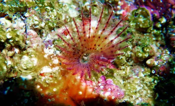 Serpula Vermicularis Ver Tubéreux Calcaire Macro Scène Méditerranéenne Sous Marine — Photo
