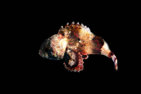 Küçük Kırmızı Akrep Balığı Scorpaena Notata — Stok fotoğraf