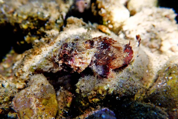 Scorpionfish Merah Kecil Scorpaena Notata — Stok Foto