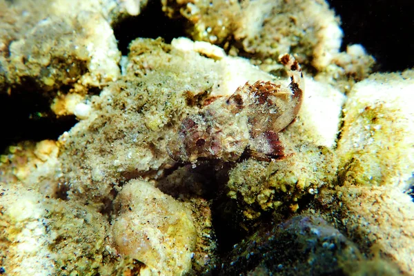 Scorpionfish Vermelho Menor Scorpaena Notata — Fotografia de Stock