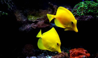 Sarı Hawaii Tangs Çifti - Zebrasoma Flavescens