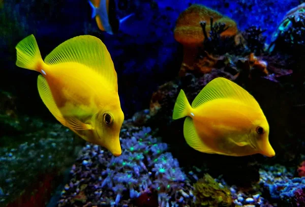 Pár Sárga Hawaii Tangs Zebrasoma Flavescens — Stock Fotó