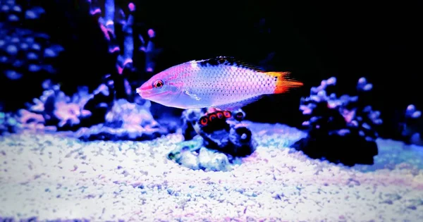 Marble Leśny Wrasse Halichoeres Leśny — Zdjęcie stockowe