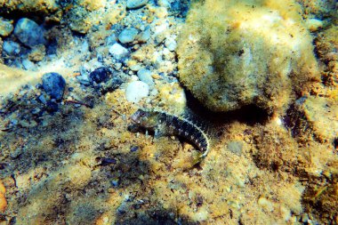 Dokunaçlı Blenny - (Parablennius Tentacularis)