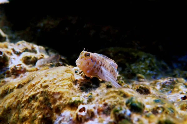 Aegean Combtooth Ålkusa Fisk Vicrolipophrys Dalmatinus — Stockfoto