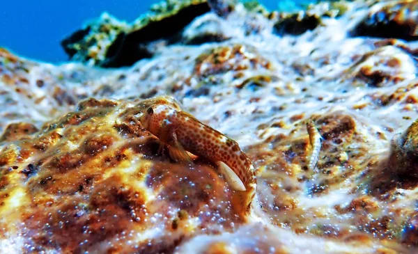 Batente Blenny Fish Microlipophrys Canevae — Fotografia de Stock