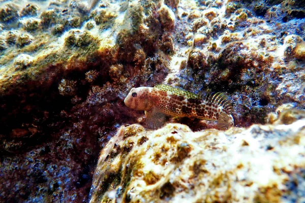 Combtooth Blenny Fish Microlipophrys Canevae — Stock Photo, Image