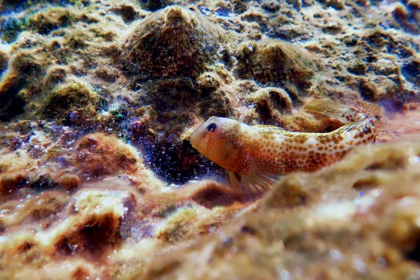 Batente Blenny Fish Microlipophrys Canevae — Fotografia de Stock