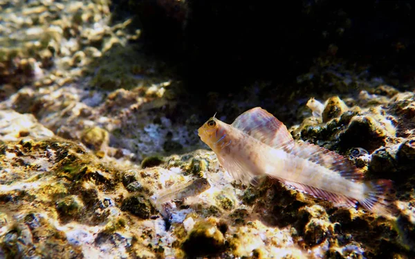 Egejskie Combtooth Ślizg Ryba Vicrolipophrys Dalmatinus — Zdjęcie stockowe