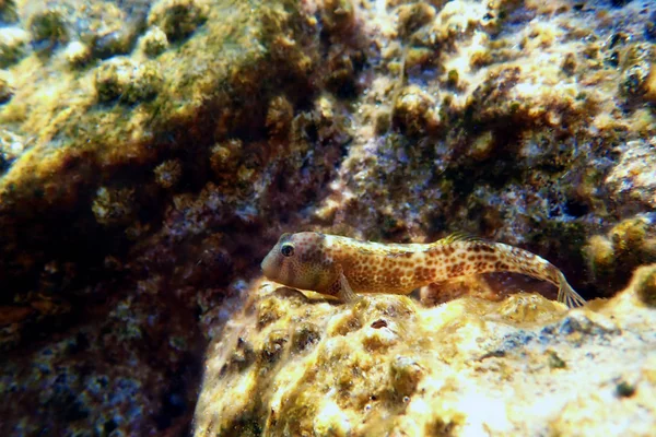 Pesce Blenny Combattimento Microlipophrys Canevae — Foto Stock