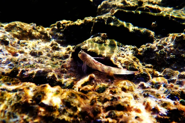 Egeo Combtooth Pesce Blenny Vicrolipophrys Dalmatinus — Foto Stock