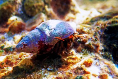 Akdeniz Hermit yengeç sualtı fotoğrafı - Clibanarius erythropus