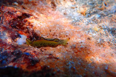 Elysia marginata veya Elysia ornata, Akdeniz'de sualtı Nudibranch sahne